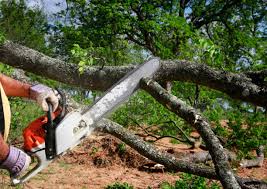  Pikesville, MD Tree Care Pros