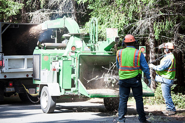 How Our Tree Care Process Works  in  Pikesville, MD